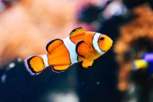 2006年世界杯，葡萄牙 vs 英格兰，一场经典对决06年世界杯葡萄牙对英格兰